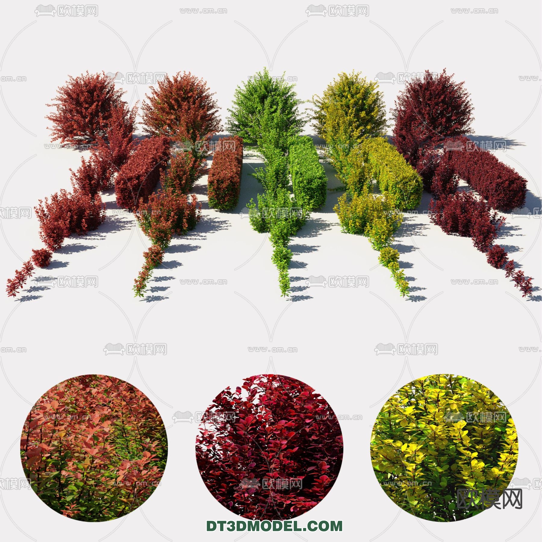 PLANTS – BUSH – CORONA – 3D MODEL – 378 - thumbnail 1
