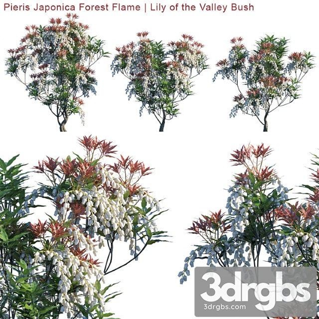 Pieris Japonica Forest Flame Lily Of The Valley Bush 3dsmax Download