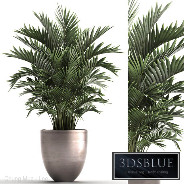 Plant collection 295. Home palm tree howea kentia flowerpot pot luxury decor interior stylish Howea forsteriana 3DS Max - thumbnail 3