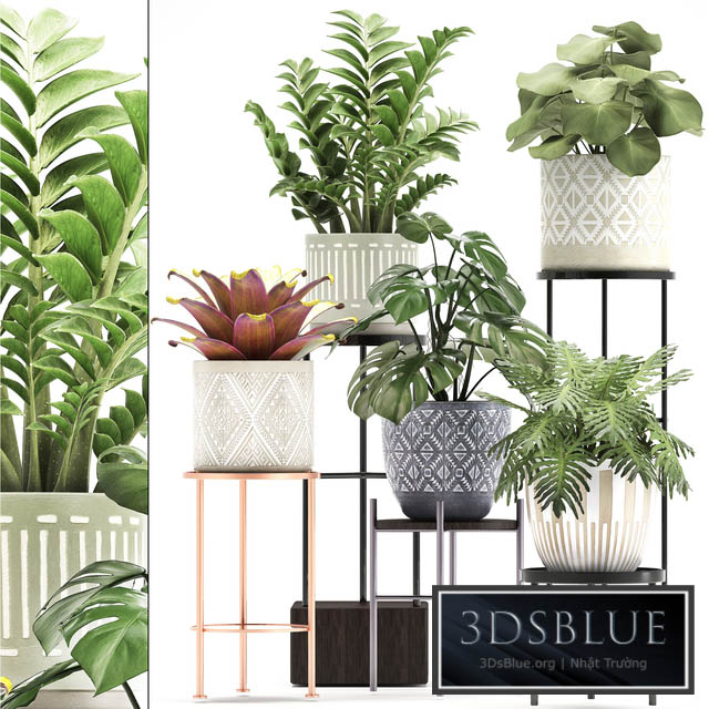 Collection of plants 333. Flower shelf stand Zamioculcas monstera Bromelia Philodendron houseplants stand Scandinavian style flower 3DS Max - thumbnail 3