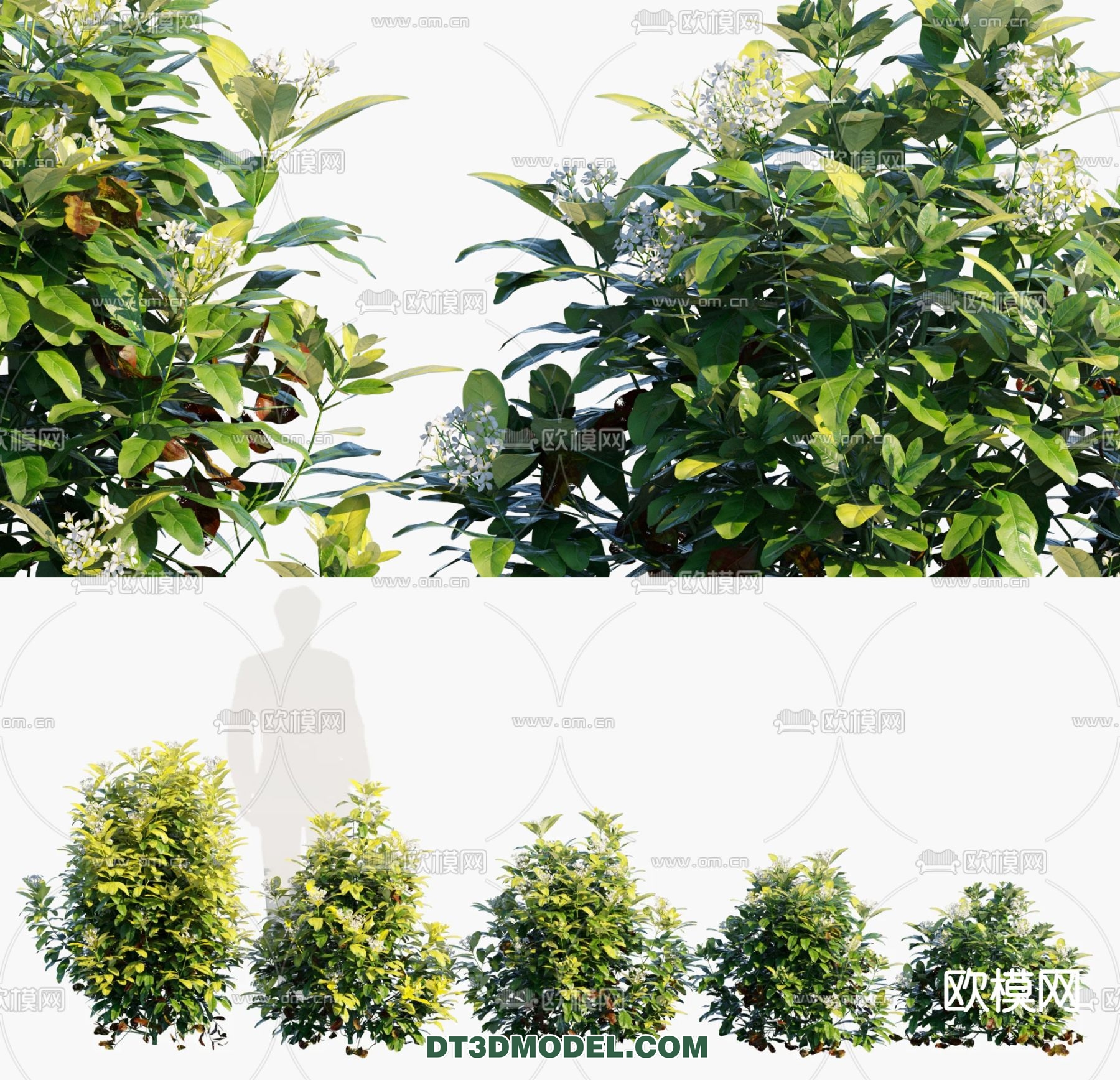 PLANTS – BUSH – VRAY / CORONA – 3D MODEL – 341 - thumbnail 1