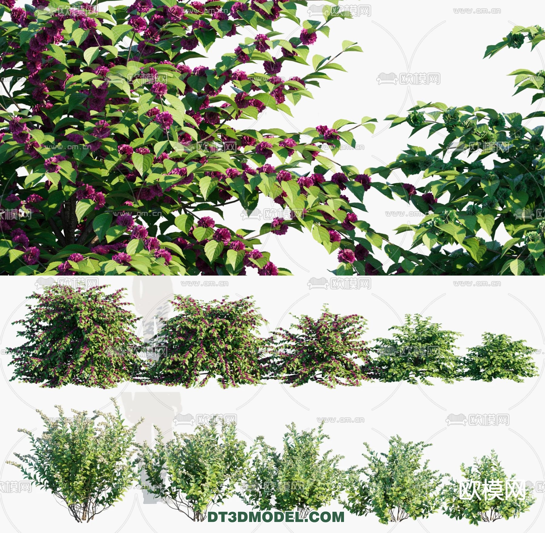 PLANTS – BUSH – VRAY / CORONA – 3D MODEL – 329 - thumbnail 1