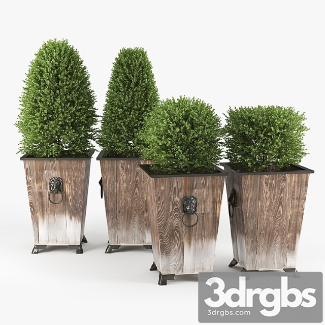 Boxwood Topiary 3 3dsmax Download - thumbnail 1