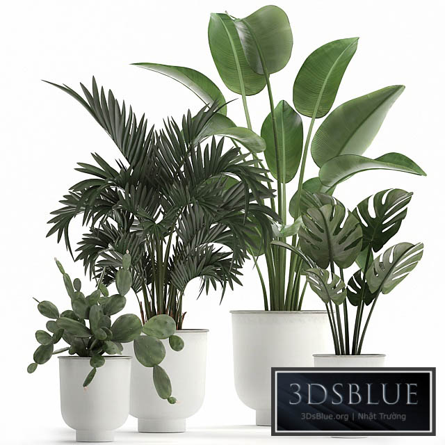 Collection of indoor plants in white vases with monstera cactus Strelitzia Hoveapalm cactus. Set 927. 3DS Max - thumbnail 3