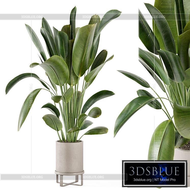 Indoor Plants in Ferm Living Bau Pot Large – Set 378 3DS Max - thumbnail 3