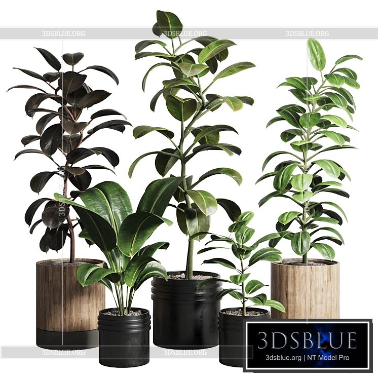 Ficus – Ficus rubbery plant 165_dirty wooden and plastic pots 3DS Max - thumbnail 3