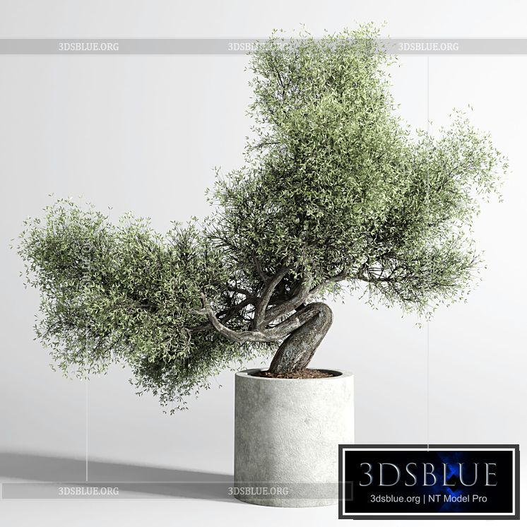 Bonsai Tree pots and shrubs 76 concrete dirt vase for plant outdoor 3DS Max - thumbnail 3