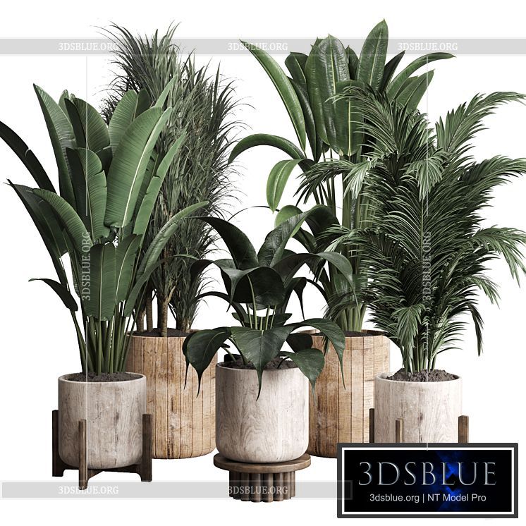 Collection indoor plant 174 pot plant ficus rubbery palm ravenala wooden vase 3DS Max - thumbnail 3