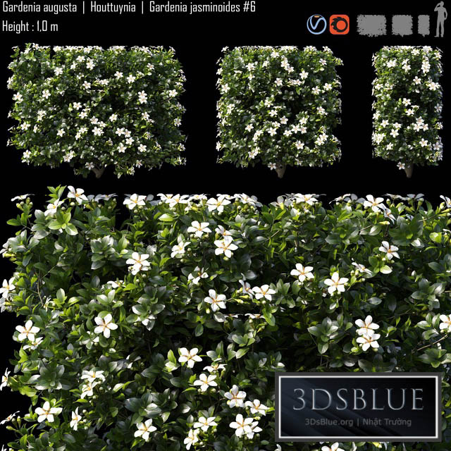 Gardenia augusta | Houttuynia | Gardenia jasminoides # 6 3DS Max - thumbnail 3