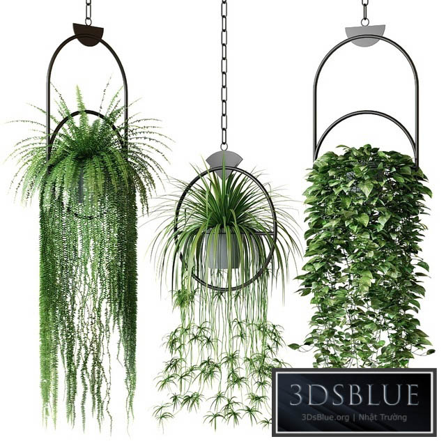 Set of hanging plants in hanging planters 2 3DS Max - thumbnail 3