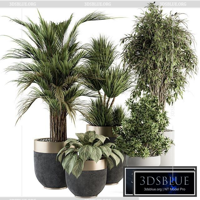 indoor Plant Set 362- Tree and Plant Set in Black and Gray pot 3DS Max - thumbnail 3