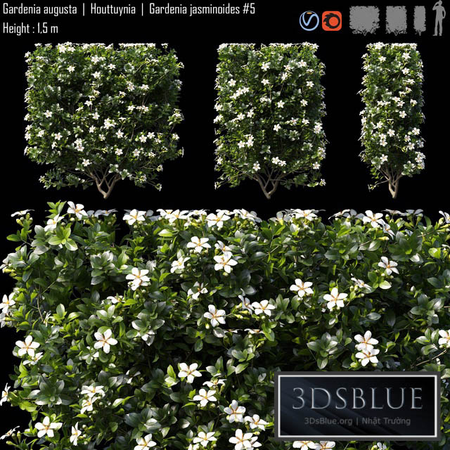 Gardenia augusta | Houttuynia | Gardenia jasminoides # 5 3DS Max - thumbnail 3