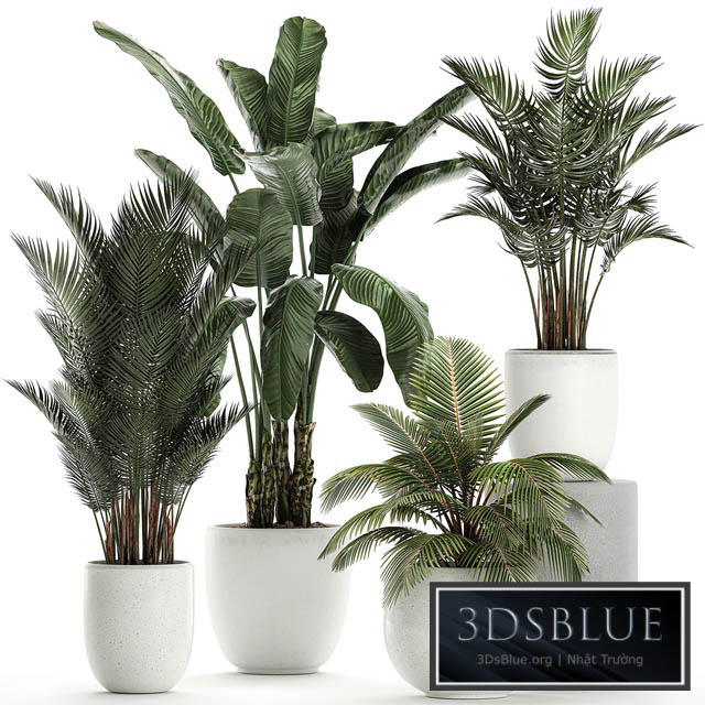 Collection of small palm plants in white pots with banana palm hovea coconut strelitzia. Set 674. 3DS Max - thumbnail 3