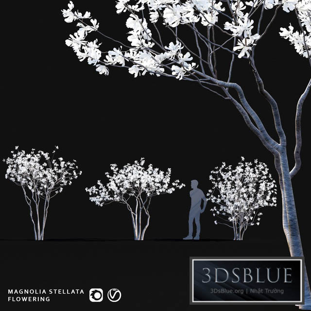 Star Magnolia | Magnolia stellata flowering 3DS Max - thumbnail 3