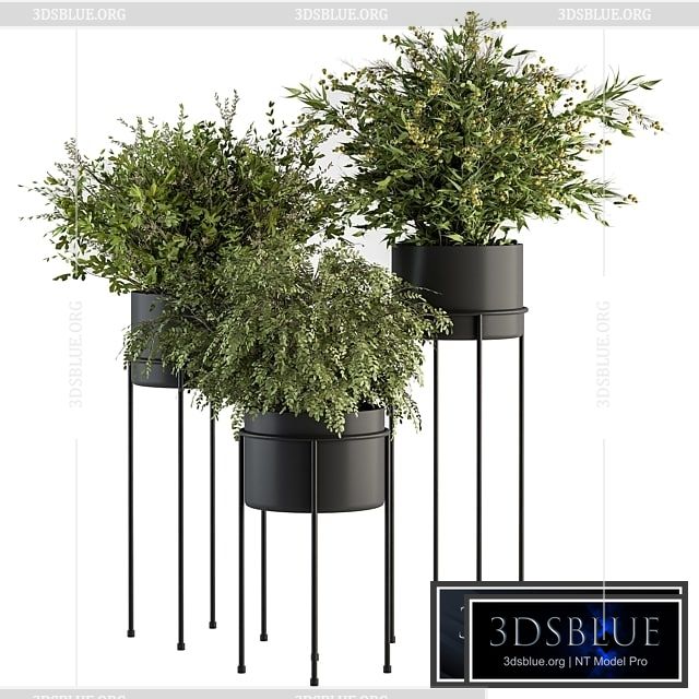indoor Plant Set 371- Bush and Plant Set in Black stand 3DS Max - thumbnail 3