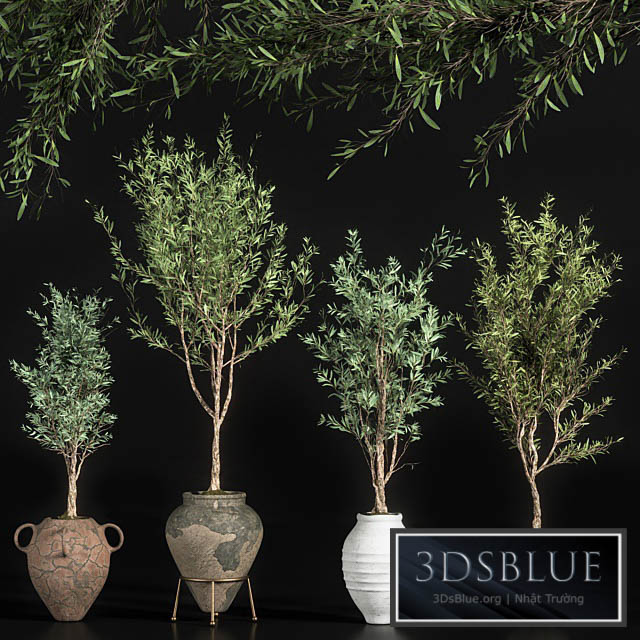 indoor plant olive set 01 3DS Max - thumbnail 3