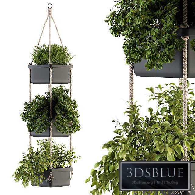 Hanging pot with Rope – indoor Plants 164 3DS Max - thumbnail 3