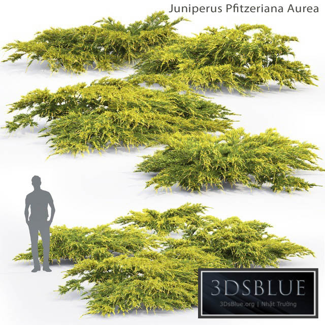 Juniper Medium Aurea | Juniperus Pfitzeriana Aurea # 2 3DS Max - thumbnail 3