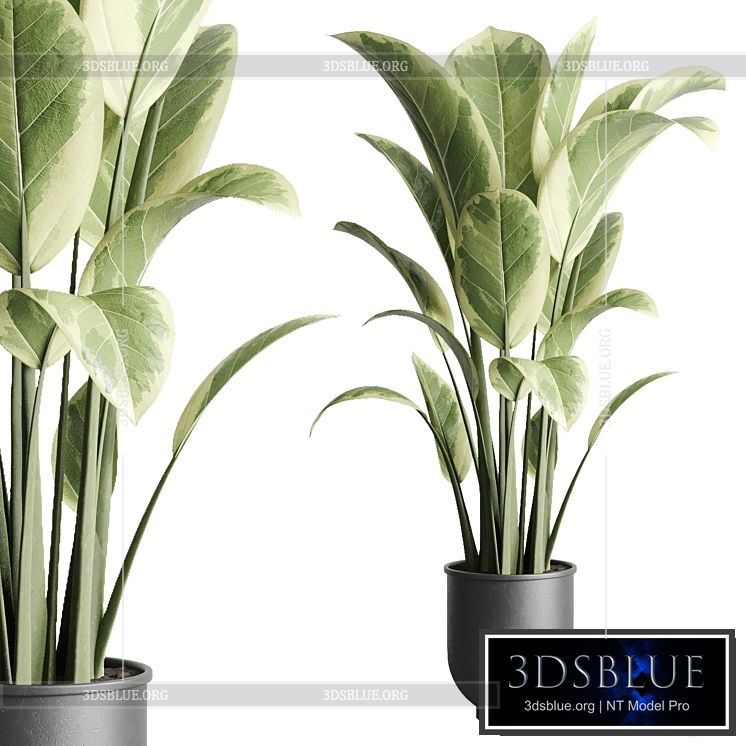 ficus elastica pot Indoor outdoor plant 229 concrete 3DS Max - thumbnail 3