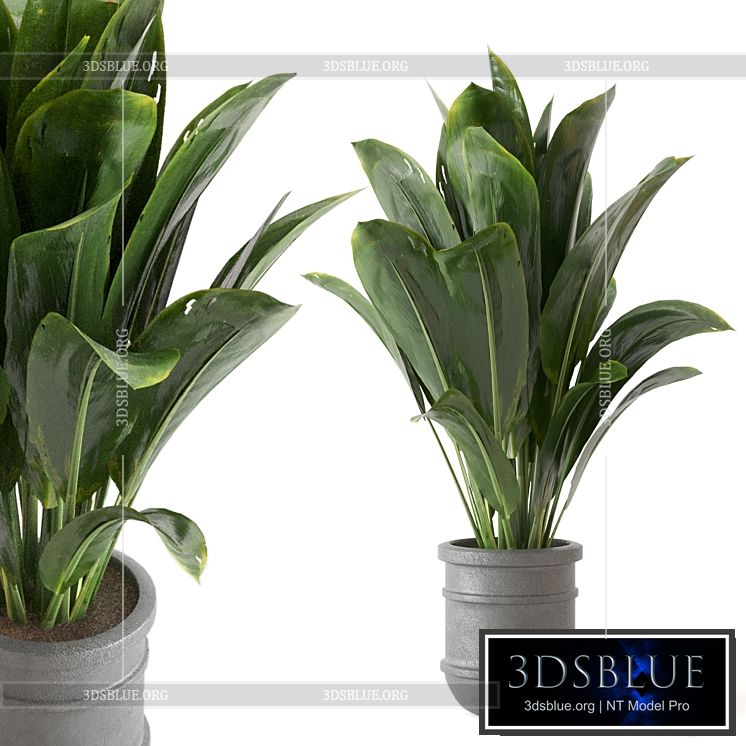 Indoor Plants Collection – Set 412 3DS Max - thumbnail 3
