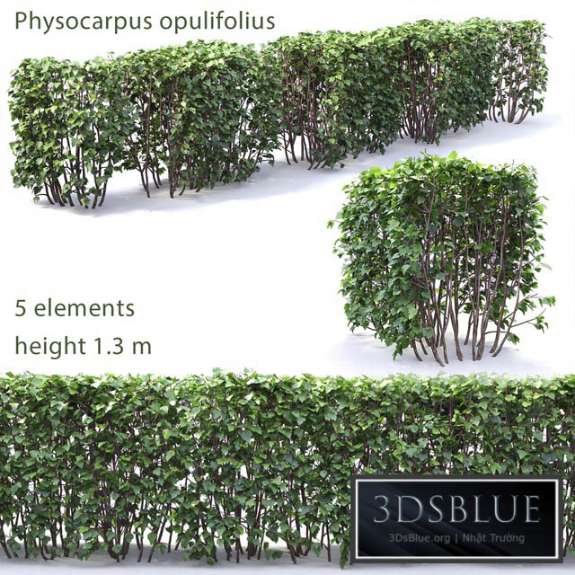 Physocarpus hedge # 1 3DS Max - thumbnail 3