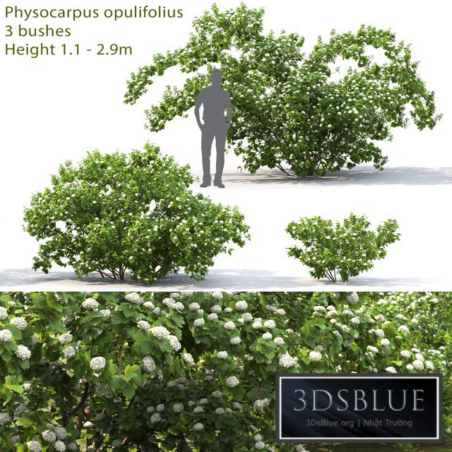 Physocarpus opulifolius # 1 3DS Max - thumbnail 3