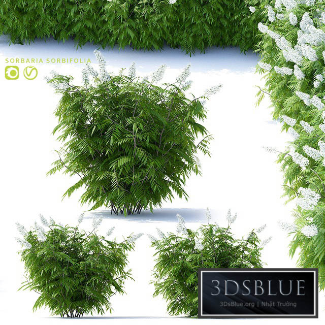 Fieldfare mountain ash 3 bushes | Sorbaria sorbifolia v2 3DS Max - thumbnail 3