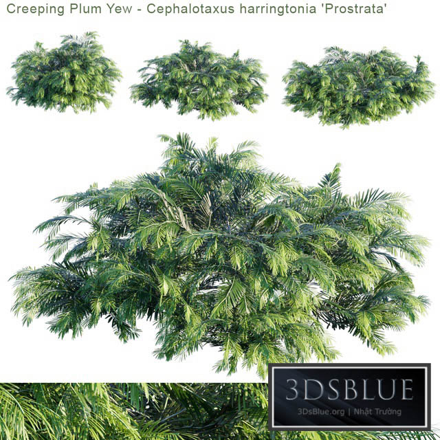 “Creeping Plum Yew | Cephalotaxus harringtonia “”Prostrata””” 3DS Max - thumbnail 3