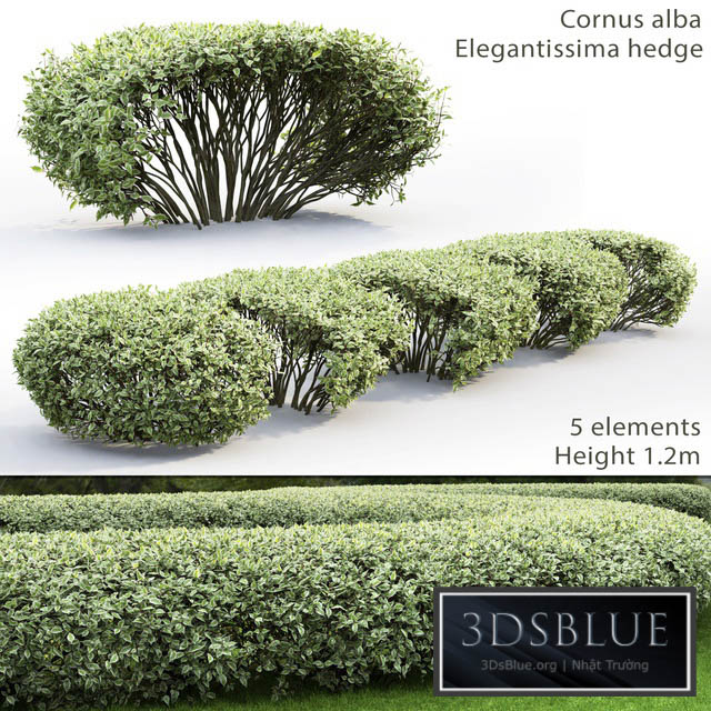 Derain white Elegantissima | Cornus Alba Elegantissima hedge # 1 3DS Max - thumbnail 3