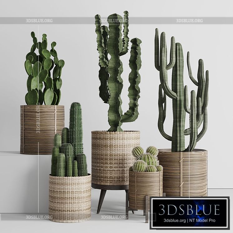 Cactus in basket 3DS Max - thumbnail 3