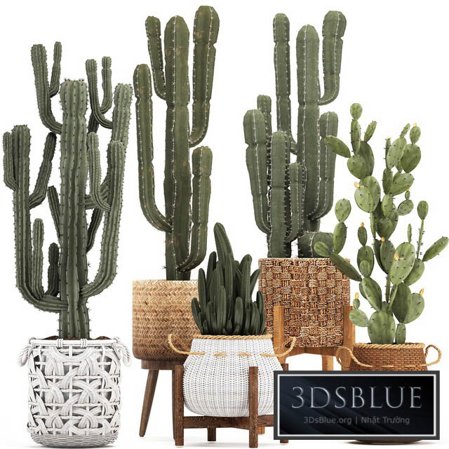 Collection of plants 330. Basket rattan prickly pear indoor cactus white basket carnegia Prickly pear desert plants eco design wicker 3DS Max - thumbnail 3