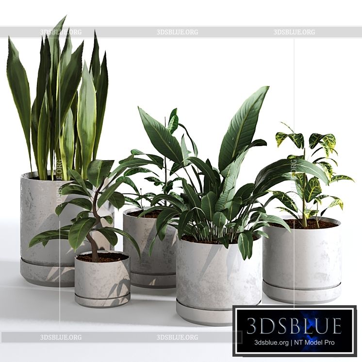 Indoor Plants Collection – Set 03 3DS Max - thumbnail 3