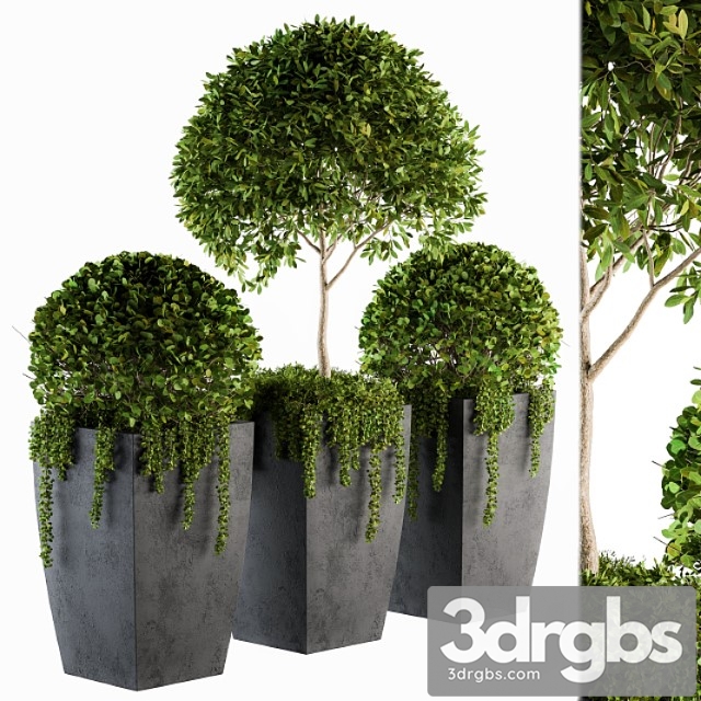 Outdoor Plants Round Topiary Tree Set 75 3dsmax Download - thumbnail 1