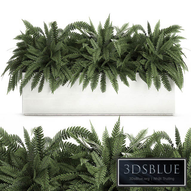 Lush ornamental bushes overgrown in a flowerbed pot with Nephrolepis fern outdoor flowerpot. Set 673. 3DS Max - thumbnail 3