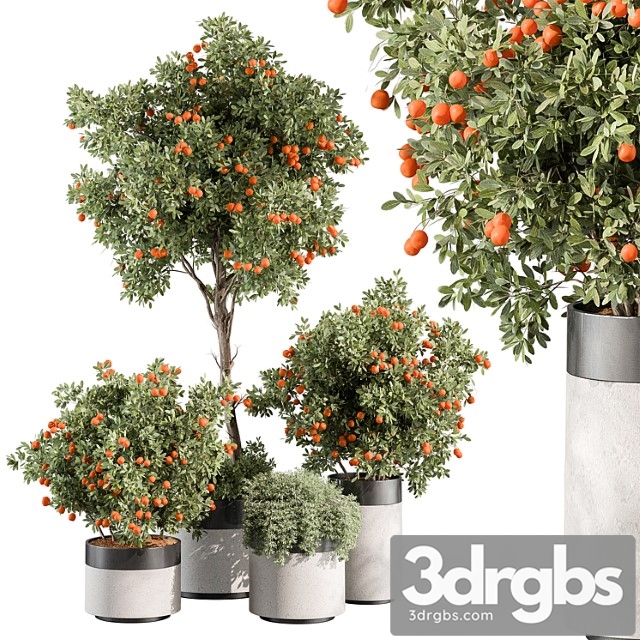 Outdoor Plant 513 Orange Tree 3dsmax Download - thumbnail 1