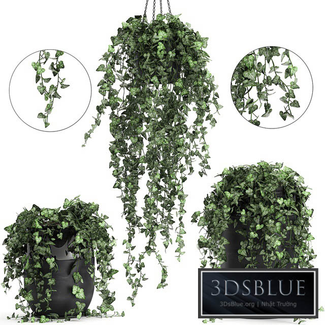 Collection of climbing and hanging plants in black pots ivy suspension. Set 725. 3DS Max - thumbnail 3