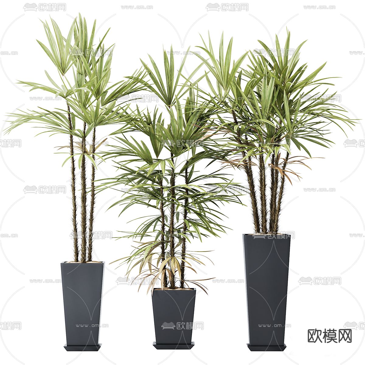 Plant – CORONA – 3D MODEL – 407 - thumbnail 1