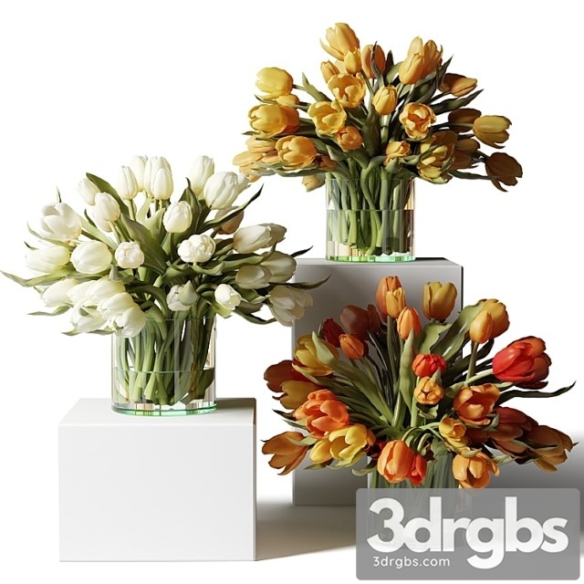 Yellow Red and White Tulips in Glass Vases 3dsmax Download