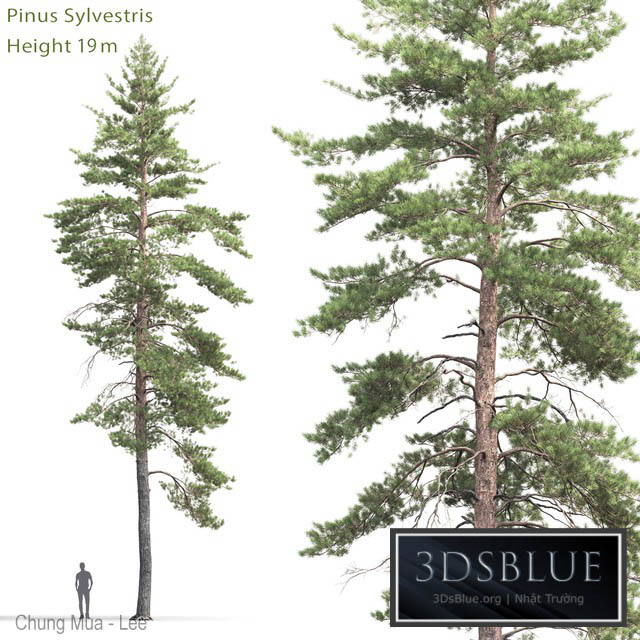 Pinus Sylvestris # 8 (19m) 3DS Max - thumbnail 3