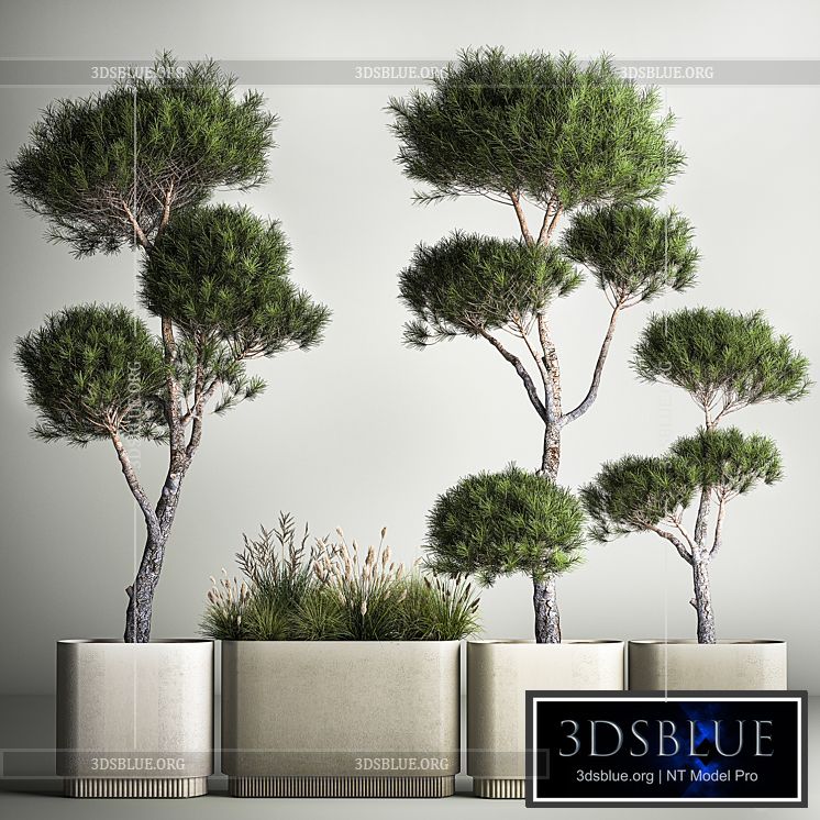 Small trees in pots pine topiary wildflowers bush feather grass grass. Plant collection 1177. 3DS Max - thumbnail 3