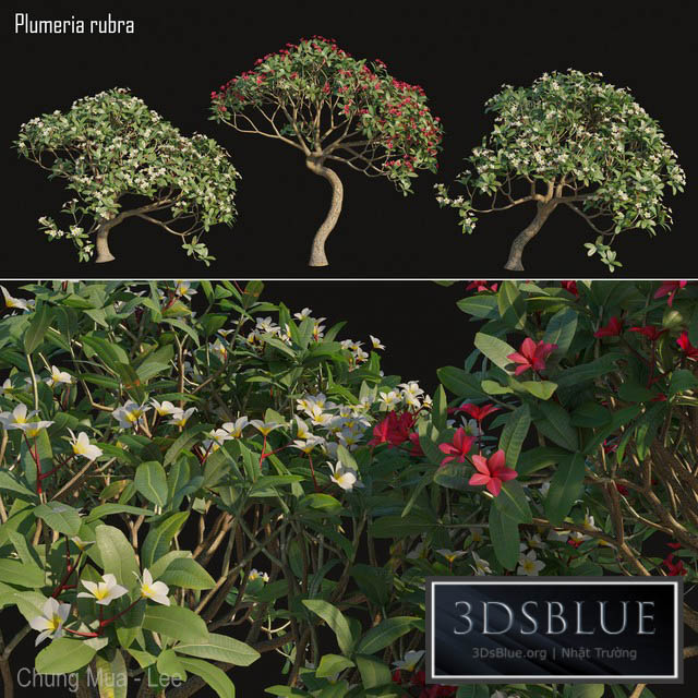 Plumeria rubra -Frangipani Tree-02 3DS Max - thumbnail 3
