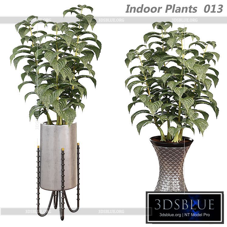 Indoor plants in a pot 013