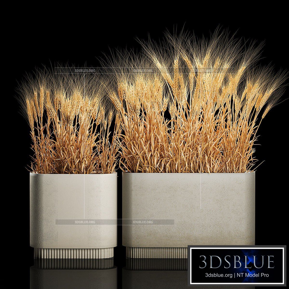 Bushes of spikelets of dry wheat in flowerpots dried flowers eco style. Plant collection 1204