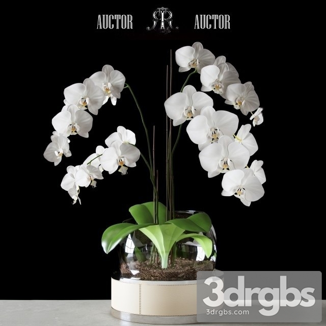 Orchid Art Auctor 3dsmax Download - thumbnail 1