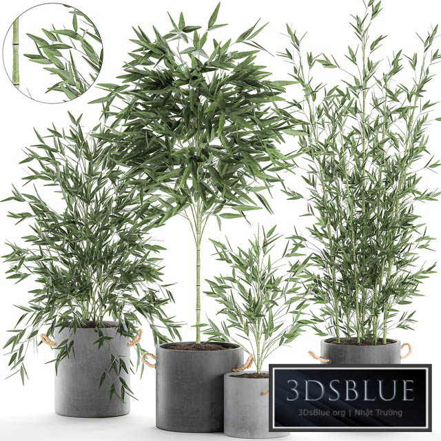A collection of beautiful small lush bamboo bushes in concrete pots with bamboo handles. Set 596. 3DS Max - thumbnail 3