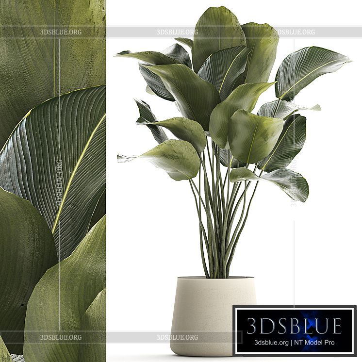 Beautiful exotic bush plant Calathea lutea in a pot. 1300 3DS Max - thumbnail 3