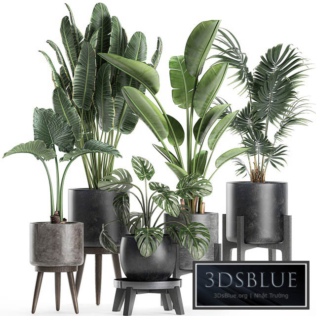 Collection of small beautiful plants in black pots on legs with Banana palm strelitzia monstera. Set 659. 3DS Max - thumbnail 3