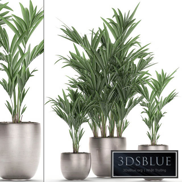 A collection of beautiful decorative palms in stylish pots with Howea forsteriana Neanta palm. Set 696. 3DS Max - thumbnail 3