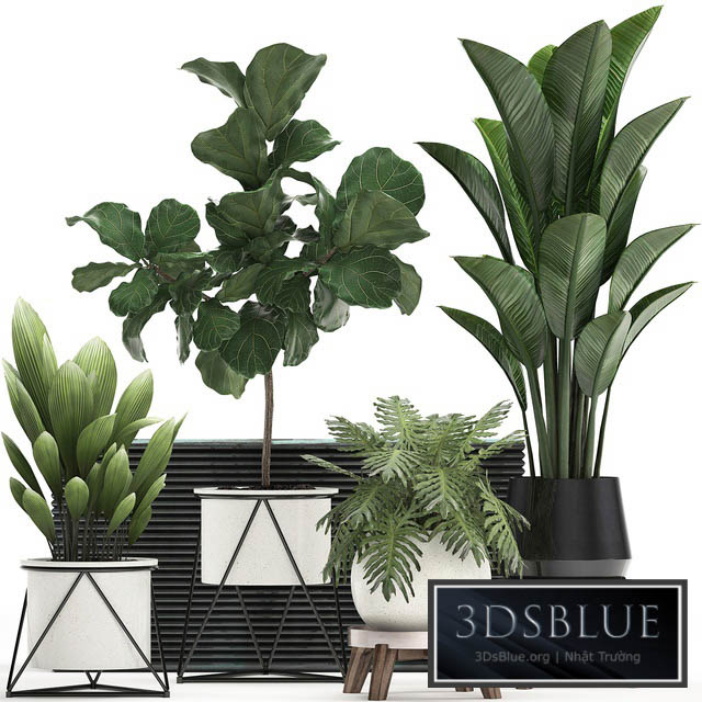Collection of plants 460. Ficus lyrata Philodendron banana white flowerpot indoor plants stylish luxury interior indoor office plants 3DS Max - thumbnail 3