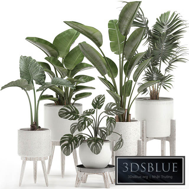 Collection of small plants in white pots on legs with Strelitzia banana palm hovea monstera alokasia. Set 557. 3DS Max - thumbnail 3